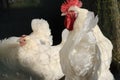 Bresse chicken Royalty Free Stock Photo
