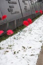 Red carnations at the memorial. Memory of fallen soldiers. May 9.