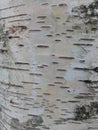 Brest The texture of birch bark on a living tree
