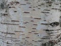 Brest The texture of birch bark on a living tree