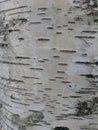 Brest The texture of birch bark on a living tree.