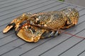 Breton alive lobster