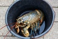 Breton alive lobster in a bucket