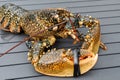 Breton alive lobster