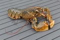 Breton alive lobster