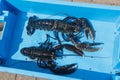 Breton alive lobsters in a blue box