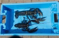 Breton alive lobsters in a blue box