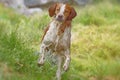 Breton dog running