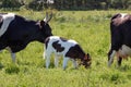 Breton Pie Noire calf and cows