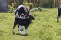 Breton Pie Noire calf and cows