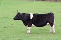 Breton Pie Noire cow