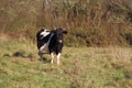 Breton Pie Noire cow