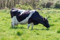 Breton Pie Noire cow