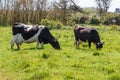 Breton Pie Noire cows