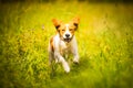 Breton spaniel female puppy running towards camera Royalty Free Stock Photo