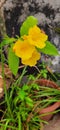 Breutiful yellow Tecoma flowers