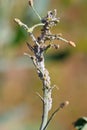 Brevicoryne brassicae, commonly known as the cabbage aphid or cabbage aphis Royalty Free Stock Photo