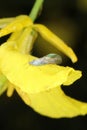 Brevicoryne brassicae - insect, commonly known as the cabbage aphid or cabbage aphis on rapeseed flower. Royalty Free Stock Photo