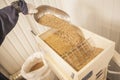 Brewer pouring barley seeds into grain mill at his brewery