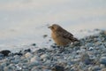 Brewer`s blackbird feeding at seaside