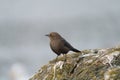 Brewer`s blackbird feeding at seaside