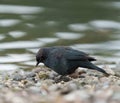 Brewer`s blackbird resting at seaside