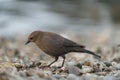 Brewer`s blackbird resting at seaside