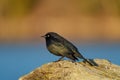 Brewer`s blackbird resting at seaside