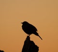 Brewer\'s blackbird silhouette at sunset moment