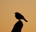 Brewer\'s blackbird silhouette at sunset moment