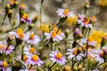 Brewer`s fleabane Erigeron breweri wildflowers