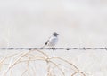 Brewer`s Sparrow Spizella breweri Perched on Barbed Wire on the Grasslands and Plains Royalty Free Stock Photo