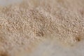 Brewer`s yeast on the wort surface. Craft beer brewing from grai