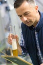 Brewer in uniform tasting beer at brewery Royalty Free Stock Photo