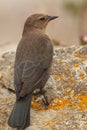 Brewers Blackbird On Rock