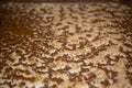 beer is fermenting. Brewing beer according to ancient recipes. Foam on surface Royalty Free Stock Photo