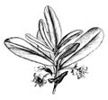 Brexia, Madagascariensis, flowering, branch, Madagascar, tree vintage illustration