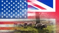 Brexit concept. A field with a flock of sheep. With the flags of the Union Jack and the U.S.A over layered on top Royalty Free Stock Photo