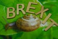 Brexit slowly like a snail