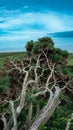 Brey head tree on a beach Royalty Free Stock Photo