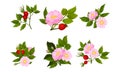 Briar Blossomed Flowers with Rosehips Isolated on White Background Vector Set