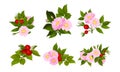 Briar Blossomed Flowers with Rosehips Isolated on White Background Vector Set