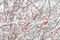 Briar branches under snow. Royalty Free Stock Photo