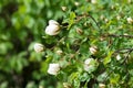 Briar, brier, dog-rose bud blooming. Green leafs background