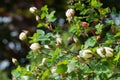 Briar, brier, dog-rose bud blooming. Green leafs background