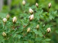 Briar, brier, dog-rose bud blooming. Green leafs background