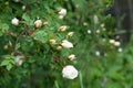 Briar, brier, dog-rose bud blooming. Green leafs background