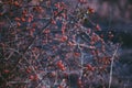 Briar bush with berries - healing. Rose hips/ dogrose/ Briar growing on the bush. Bunch of red rowan with red berries. Fall