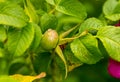 Briar bush berry immature green drops of dew closeup background Royalty Free Stock Photo