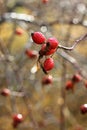 Briar in dew. Royalty Free Stock Photo